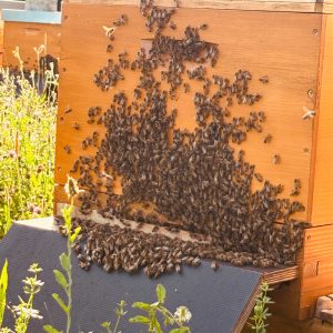 Bienen am Bienenstock